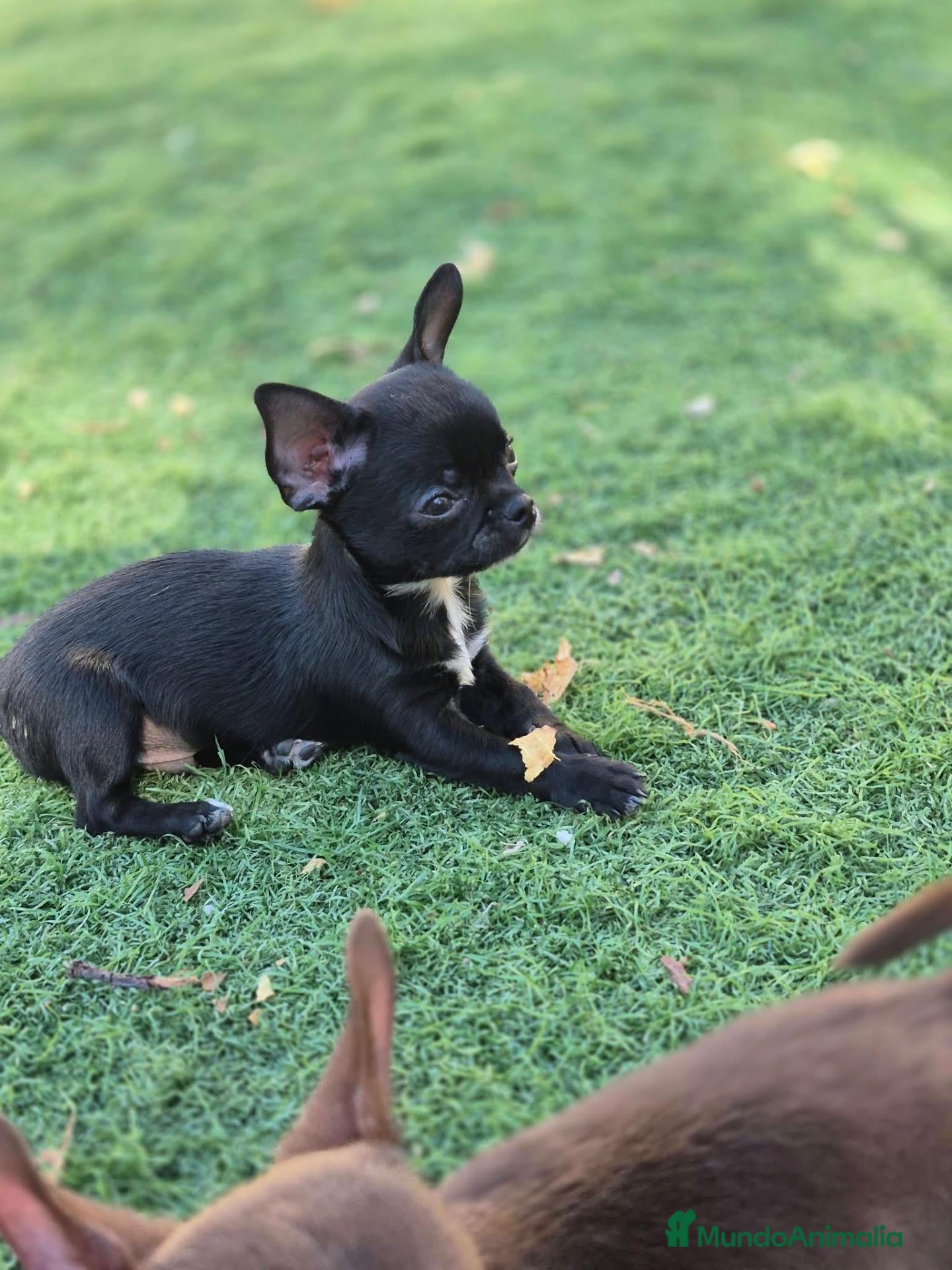 Chihuahua perros Chihuahuas chocolates 🍫 🐾❤️ - Anuncio 17