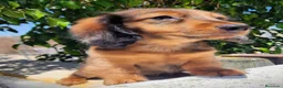 Teckel perros en venta: Teckel pelo largo precio real - Anuncio 4