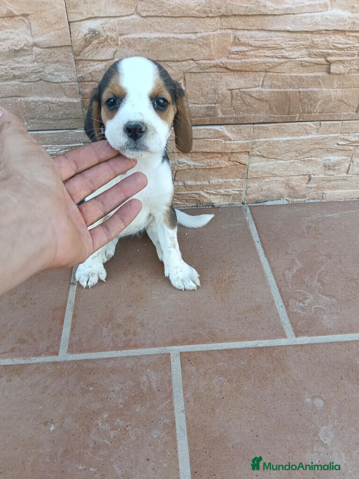Beagle perros Beagle Tricolor - Anuncio 4