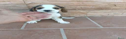 Beagle perros en venta: Beagle Tricolor - Anuncio 1
