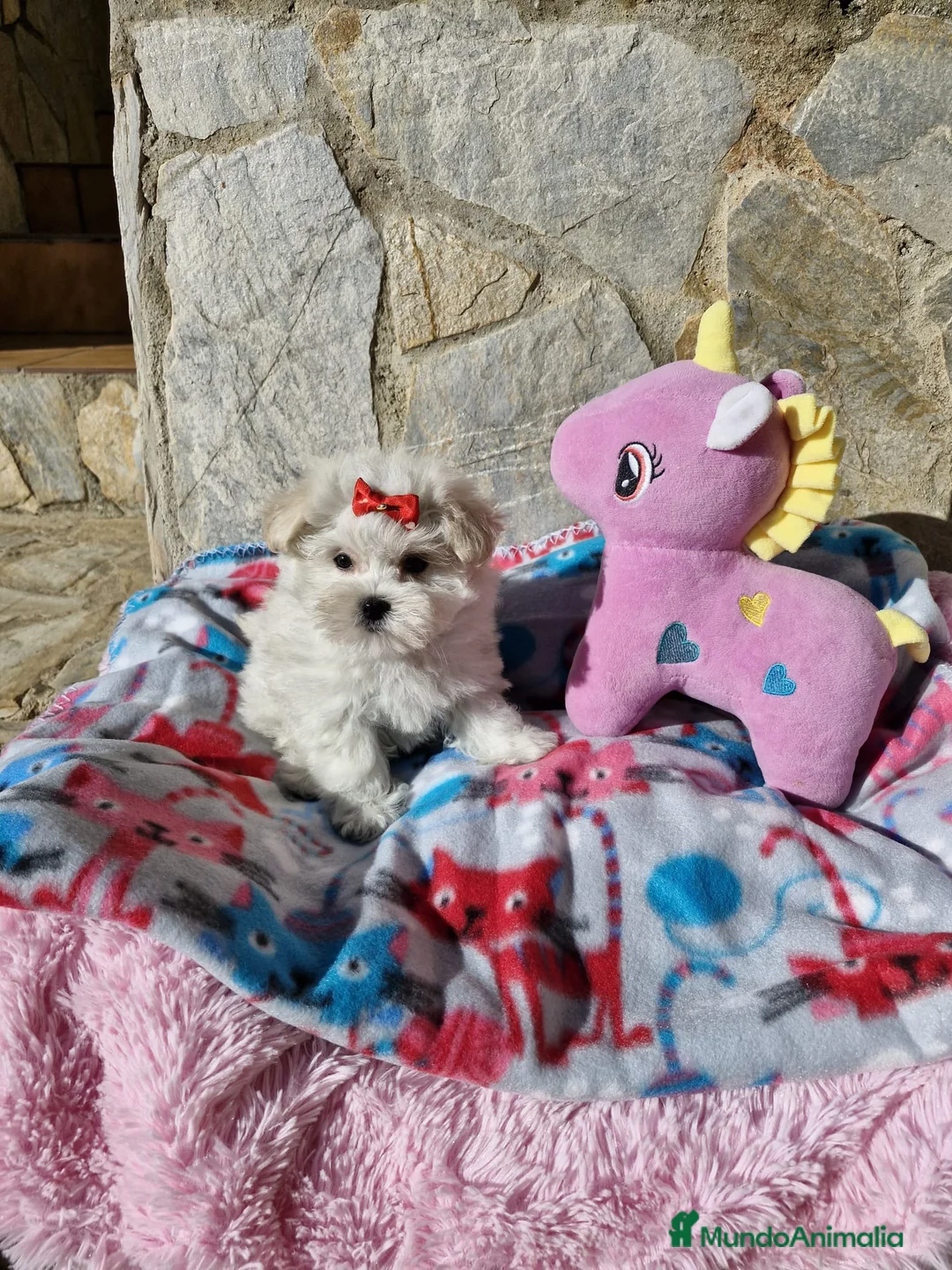 Bichón Maltés perros en venta: Bichón Maltés preciosos  en Barcelona - Anuncio 6