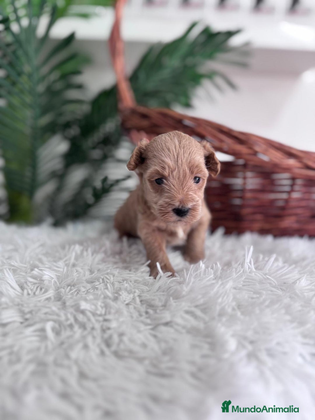 Maltipoo perros en venta: MALTIPOO - Imagen 3