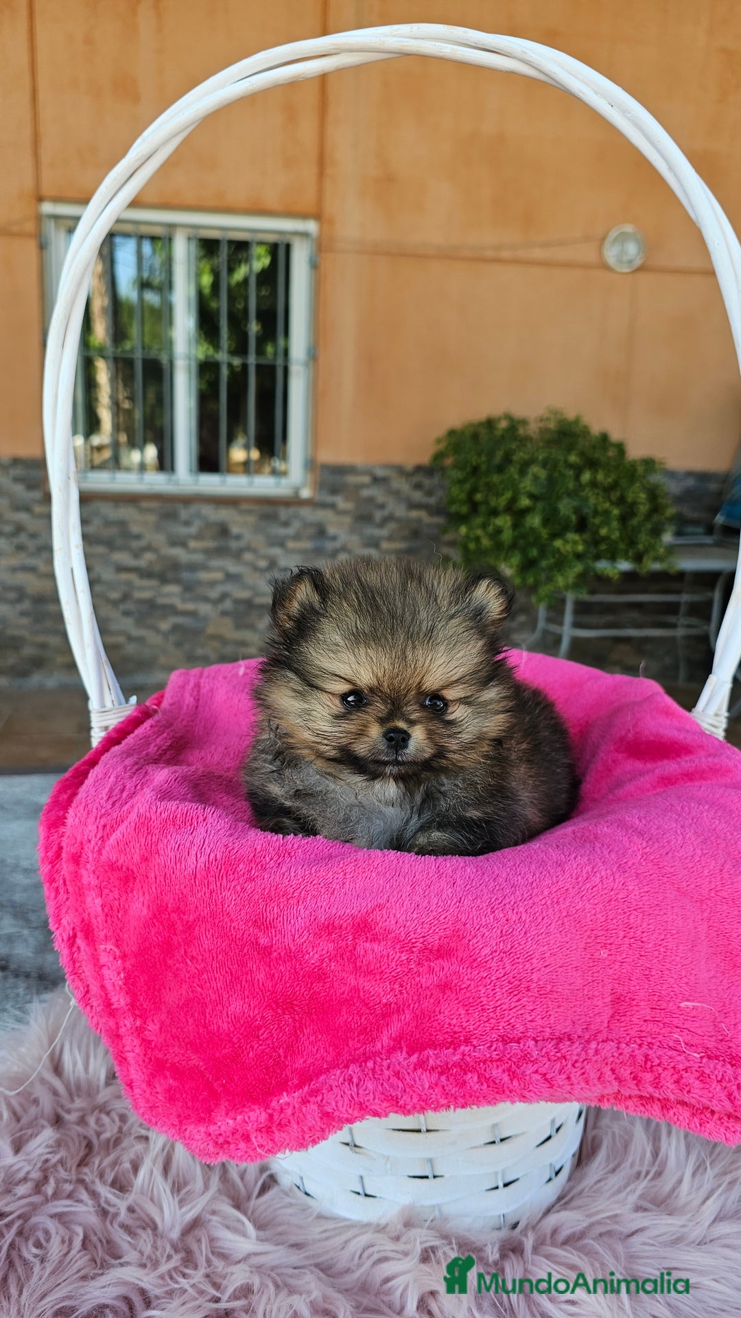 Pomerania perros en venta: Lulú de pomerania miniatura  - Imagen 7