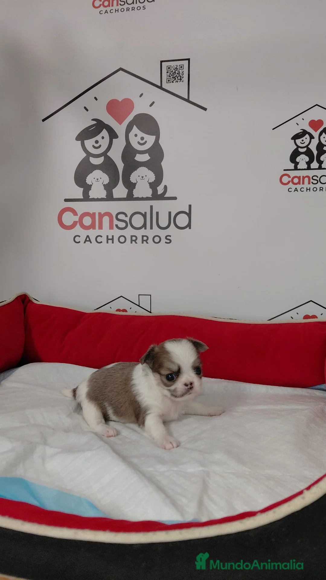 Chihuahua perros en venta: Chihuahua con pelo - Anuncio 2