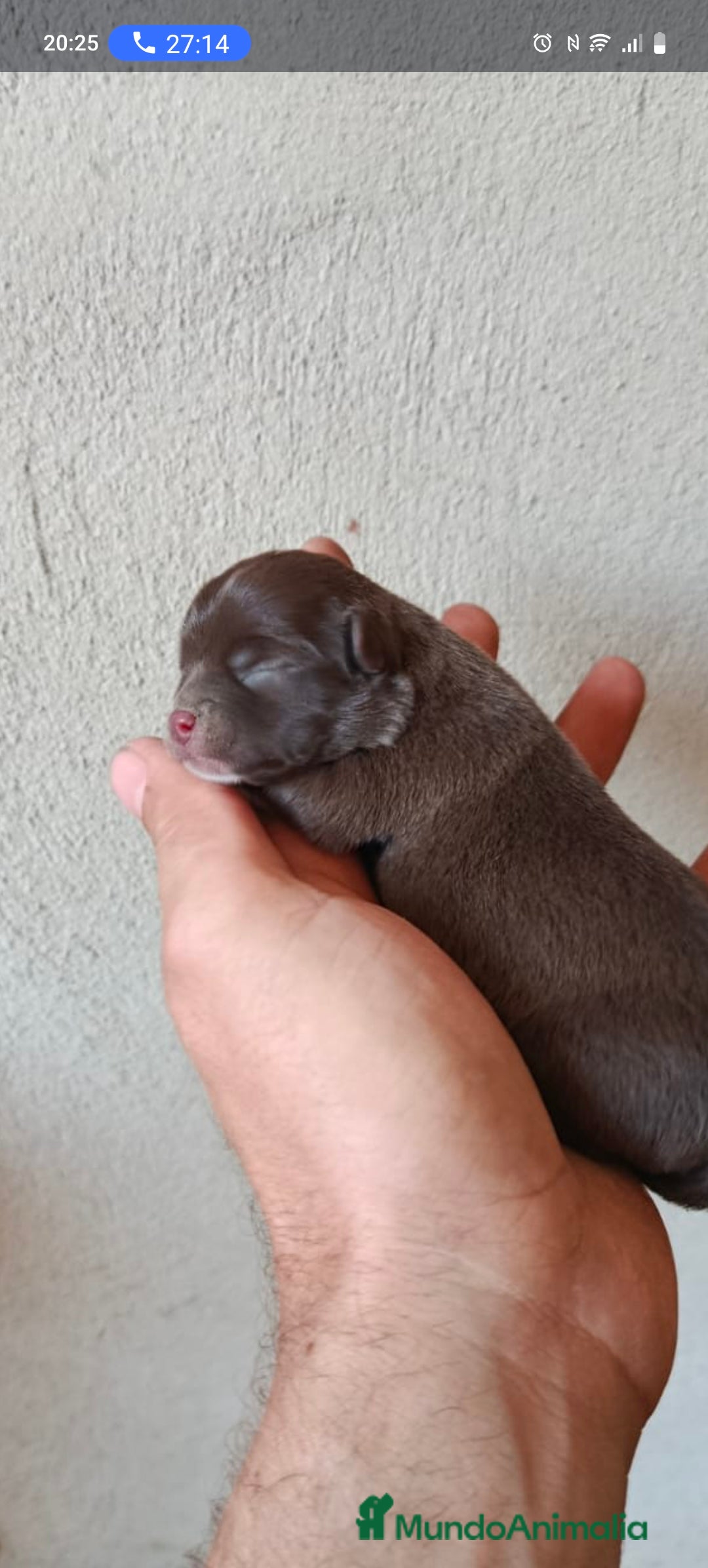 Chihuahua perros en venta: Hembra chihuahua chocolate Toy  - Imagen 1