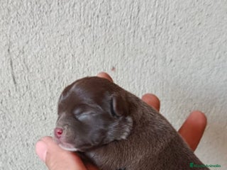 Chihuahua perros - Anuncio 21