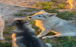 Raza Mixta perros en venta: Husky Siberiano y Lobo Artico - Imagen 8