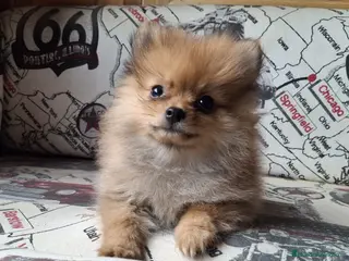 Pomerania perros Preciosos cachorritos de Pomerania - Anuncio 3