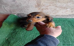 Teckel Miniatura perros en venta: Cachorro macho teckel  - Anuncio 3