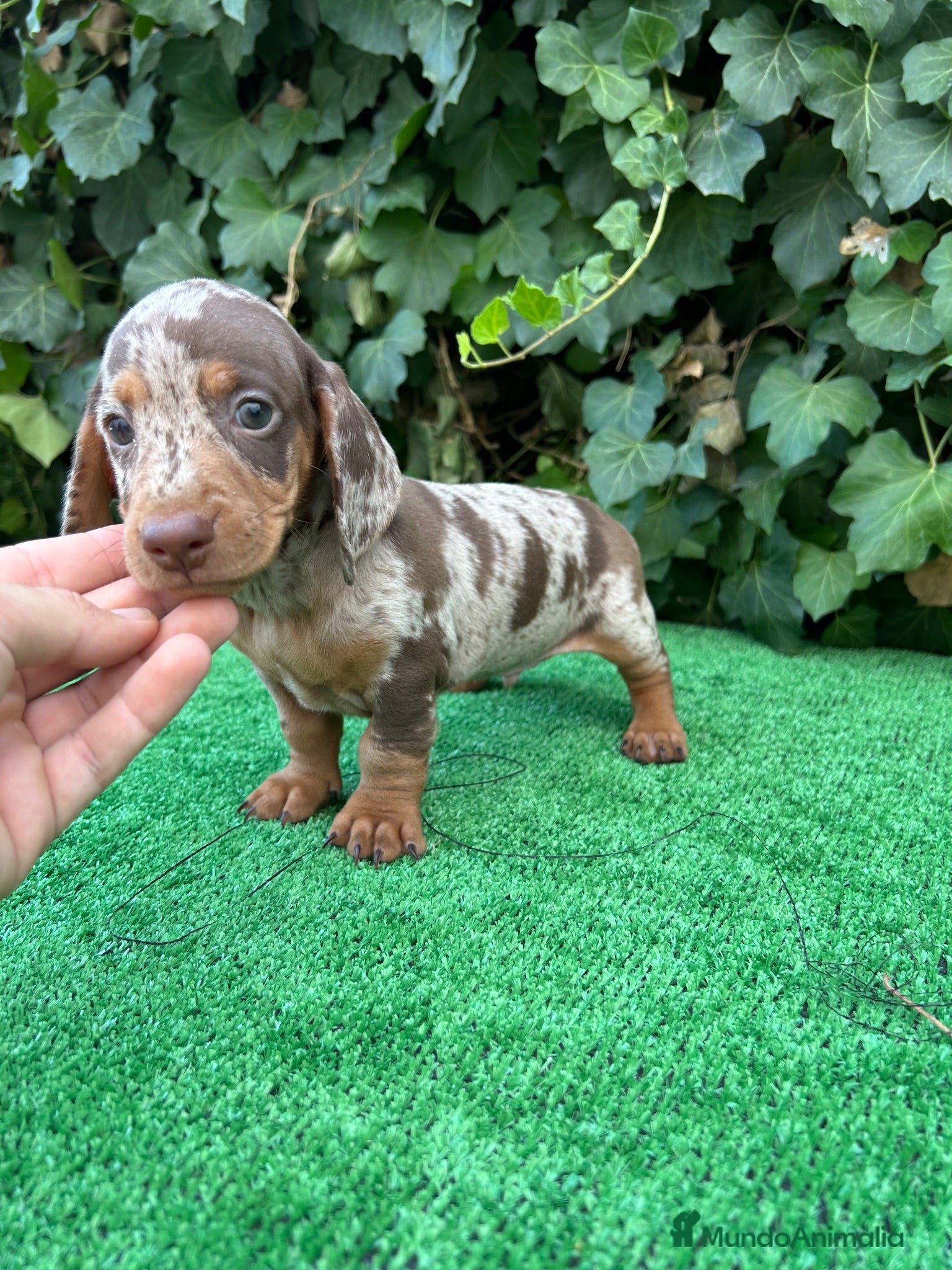 Teckel Miniatura perros teckel arlequin chocolate  - Anuncio 1