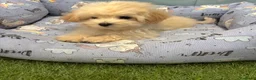 Maltipoo perros en venta: Maltipoo Macho listo para entregar!!! - Anuncio 2