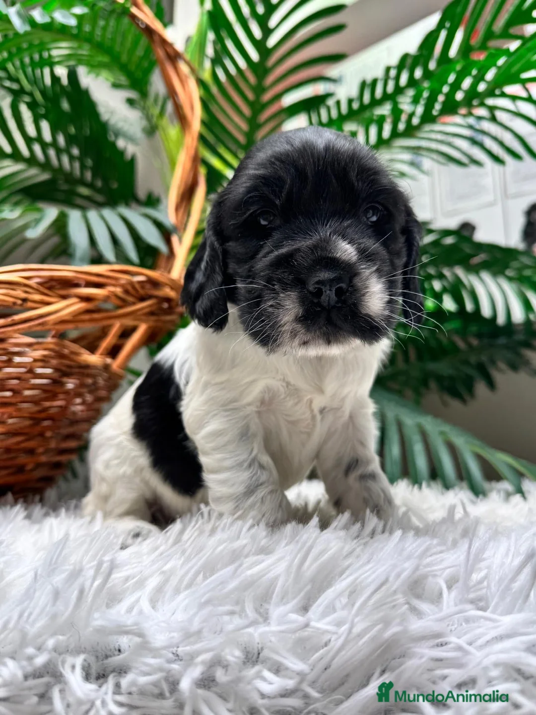Cocker Spaniel Inglés perros en venta: COCKER SPANIEL INGLES - Anuncio 4