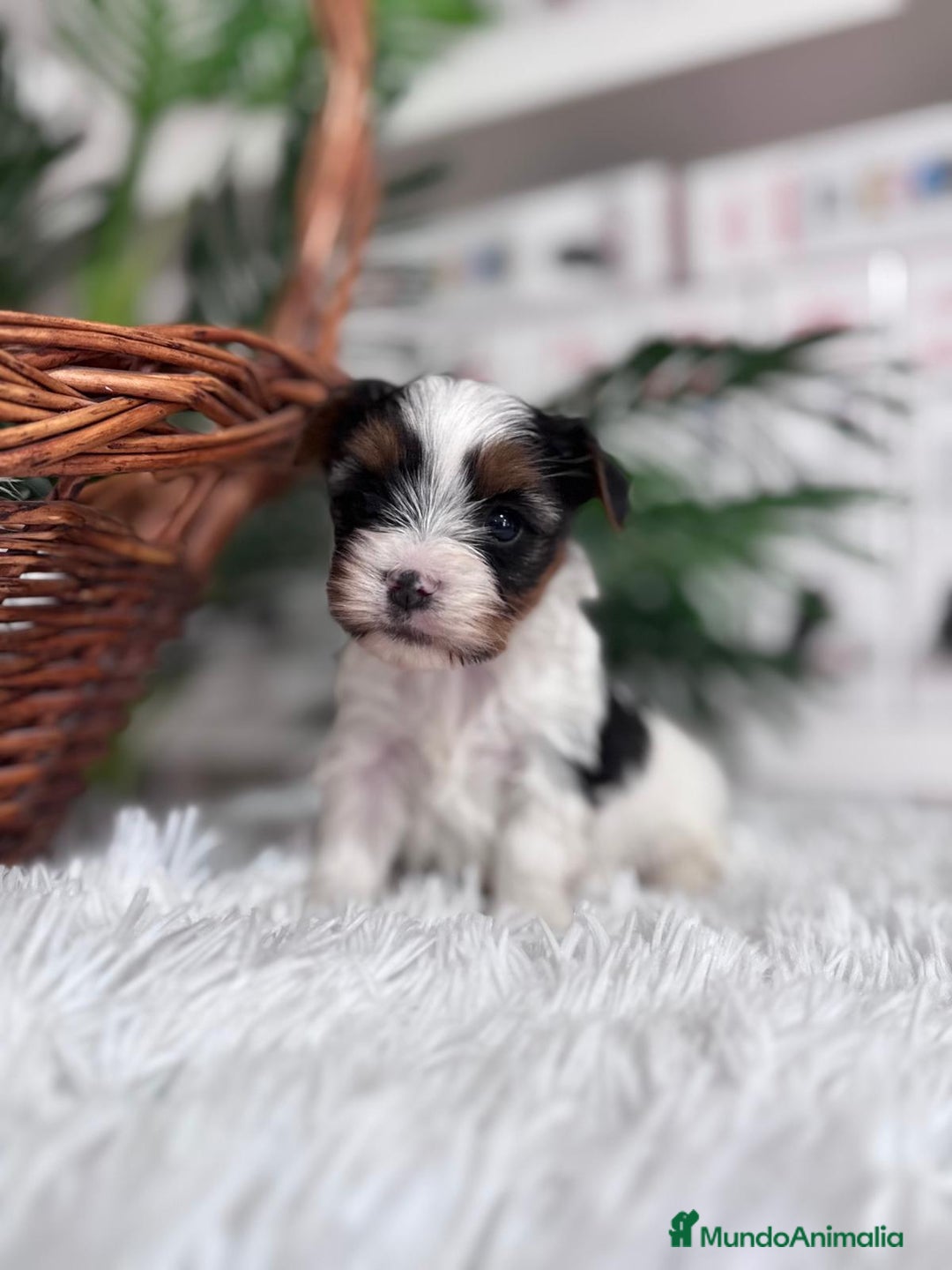 Yorkshire Terrier perros en venta: YORKSHIRE BIEWER - Anuncio 4