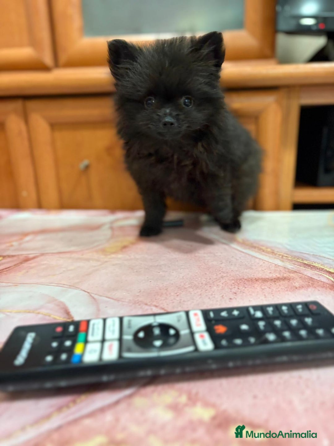 Pomerania perros en venta: Poo pomerania MICRO TOY  - Imagen 6