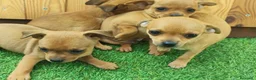 Raza Mixta perros en venta: CHIPIN. Madre minipinscher, padre chihuahua - Anuncio 2
