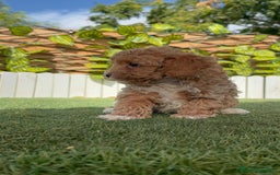 Caniche Toy perros en venta: CANICHE TOY MACHO - Imagen 21