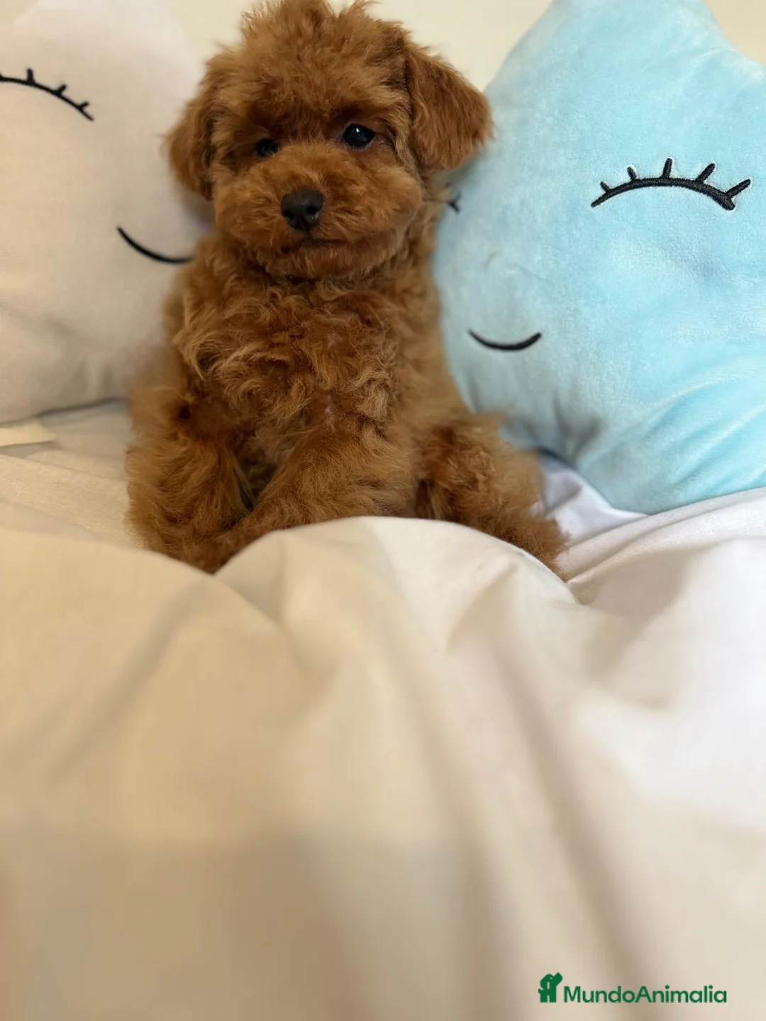 Caniche Toy perros en venta: Caniche Toy tres meses disponible !!! - Anuncio 11