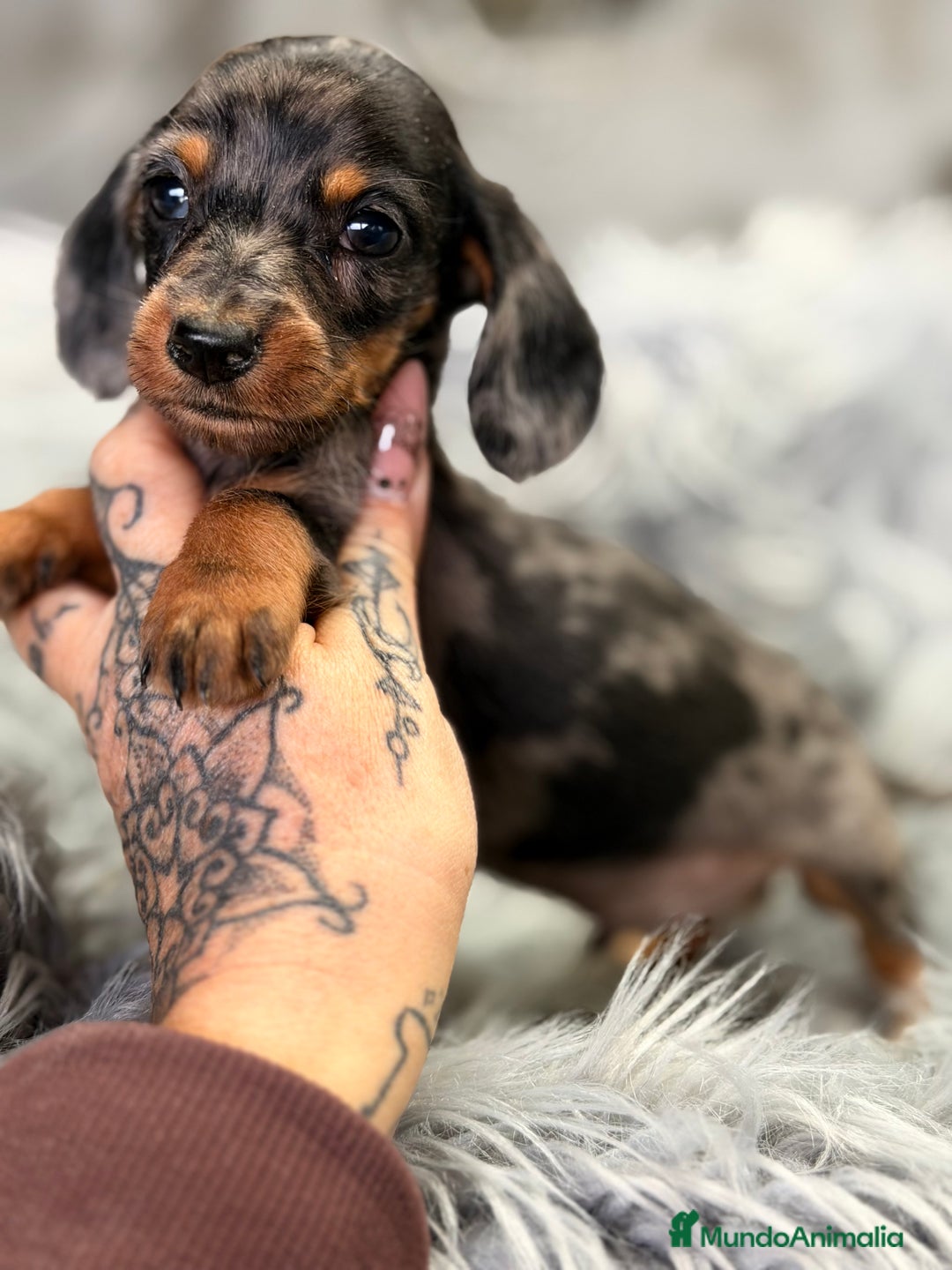 Teckel Miniatura perros en venta: Teckel Arlequin Kaninchen  - Anuncio 4