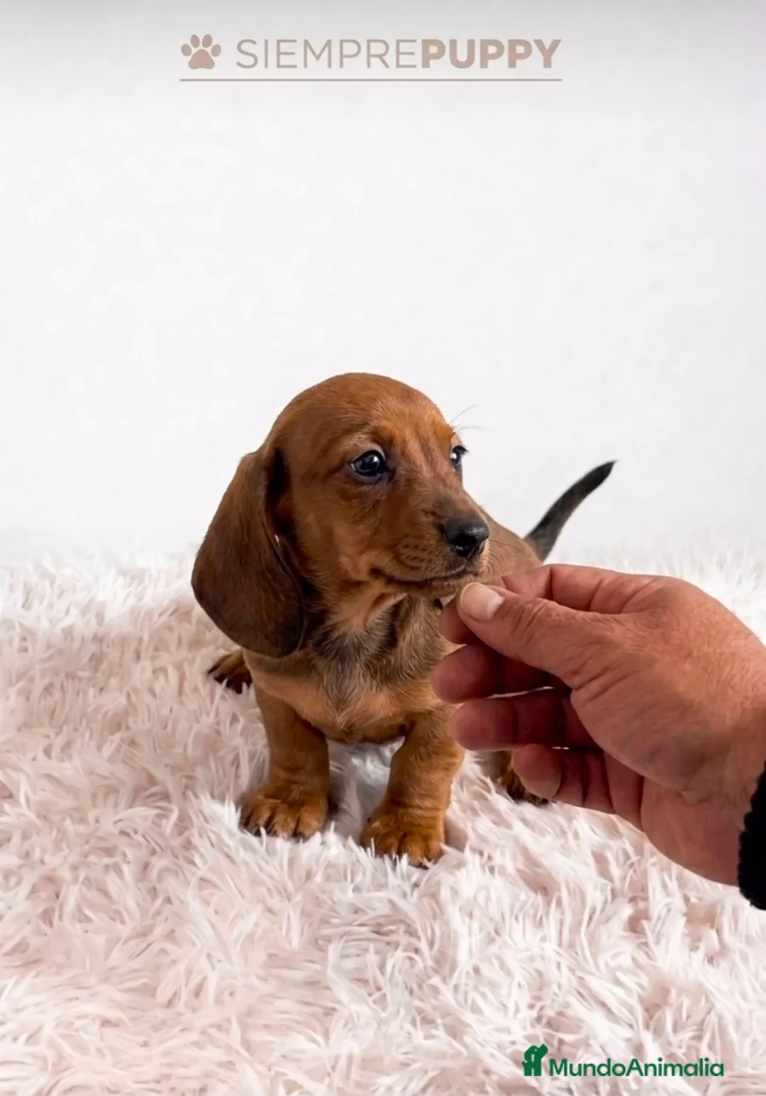 Teckel Miniatura perros en venta: TECKEL MINIATURA CARAMELO - Anuncio 1