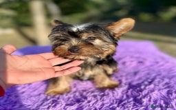 Yorkshire Terrier perros en venta: YORCSHIRE TERRIER TOY - Imagen 4