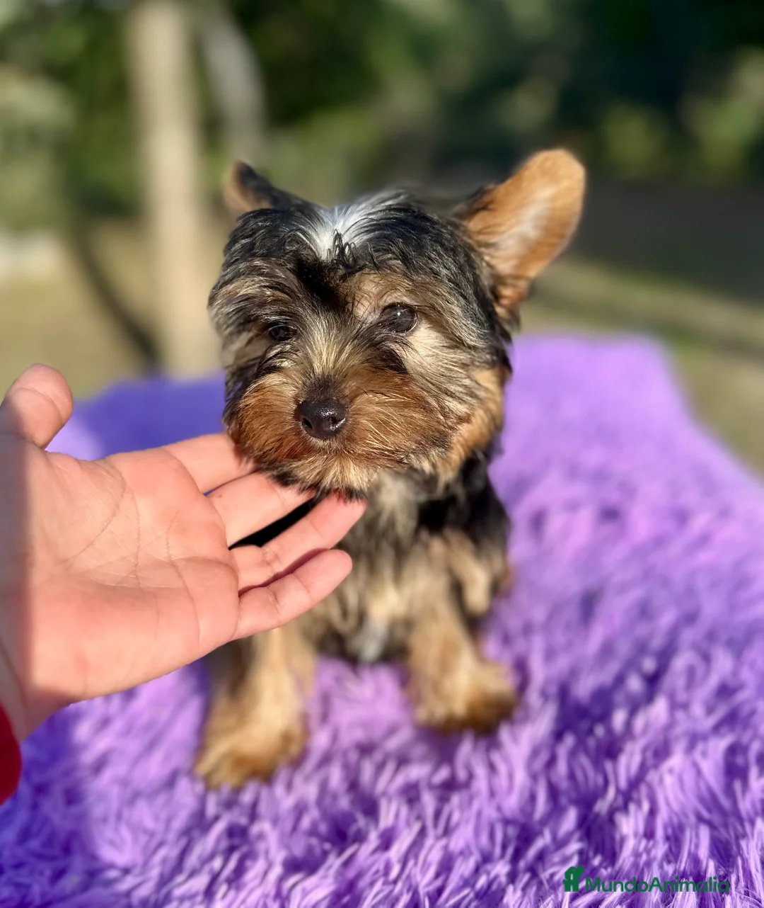 Yorkshire Terrier perros en venta: YORCSHIRE TERRIER TOY - Anuncio 4