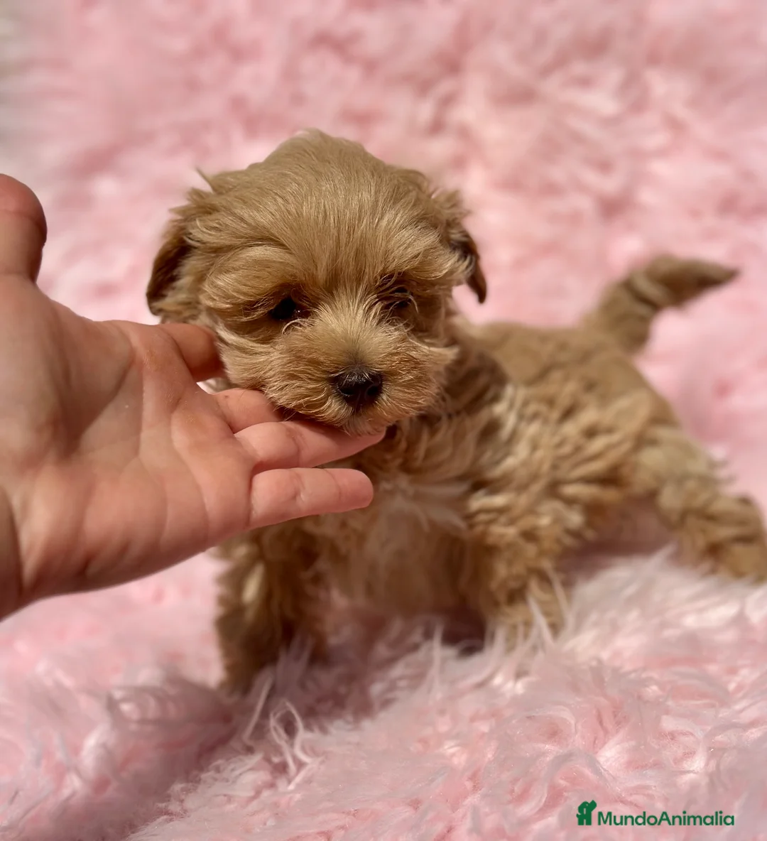 Maltipoo perros en venta: MALTIPOO MINI TOY DISPONIBLE - Anuncio 2