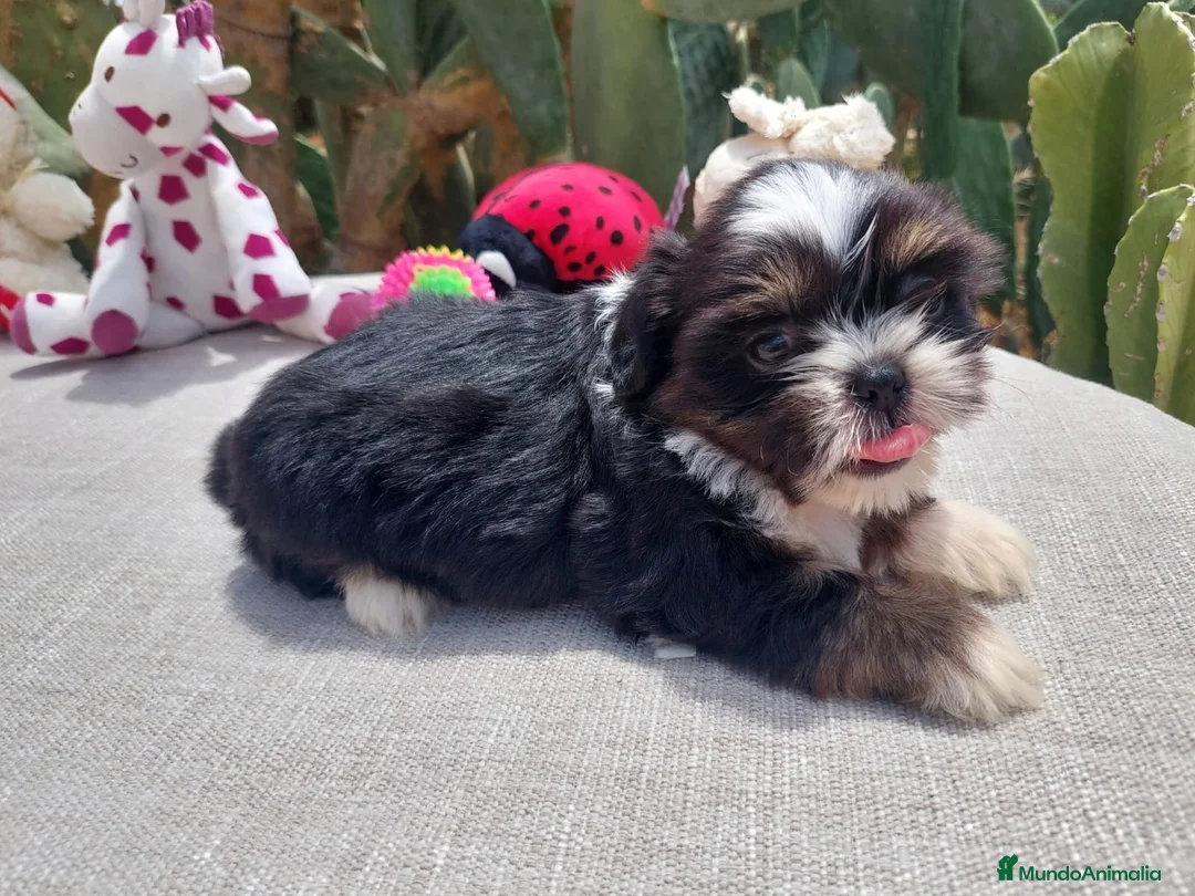 Shih Tzu perros en venta:  Shih-Tzu En Caraby Benidorm  - Anuncio 1