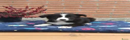 Border Collie perros en venta: Border collie.  - Anuncio 2