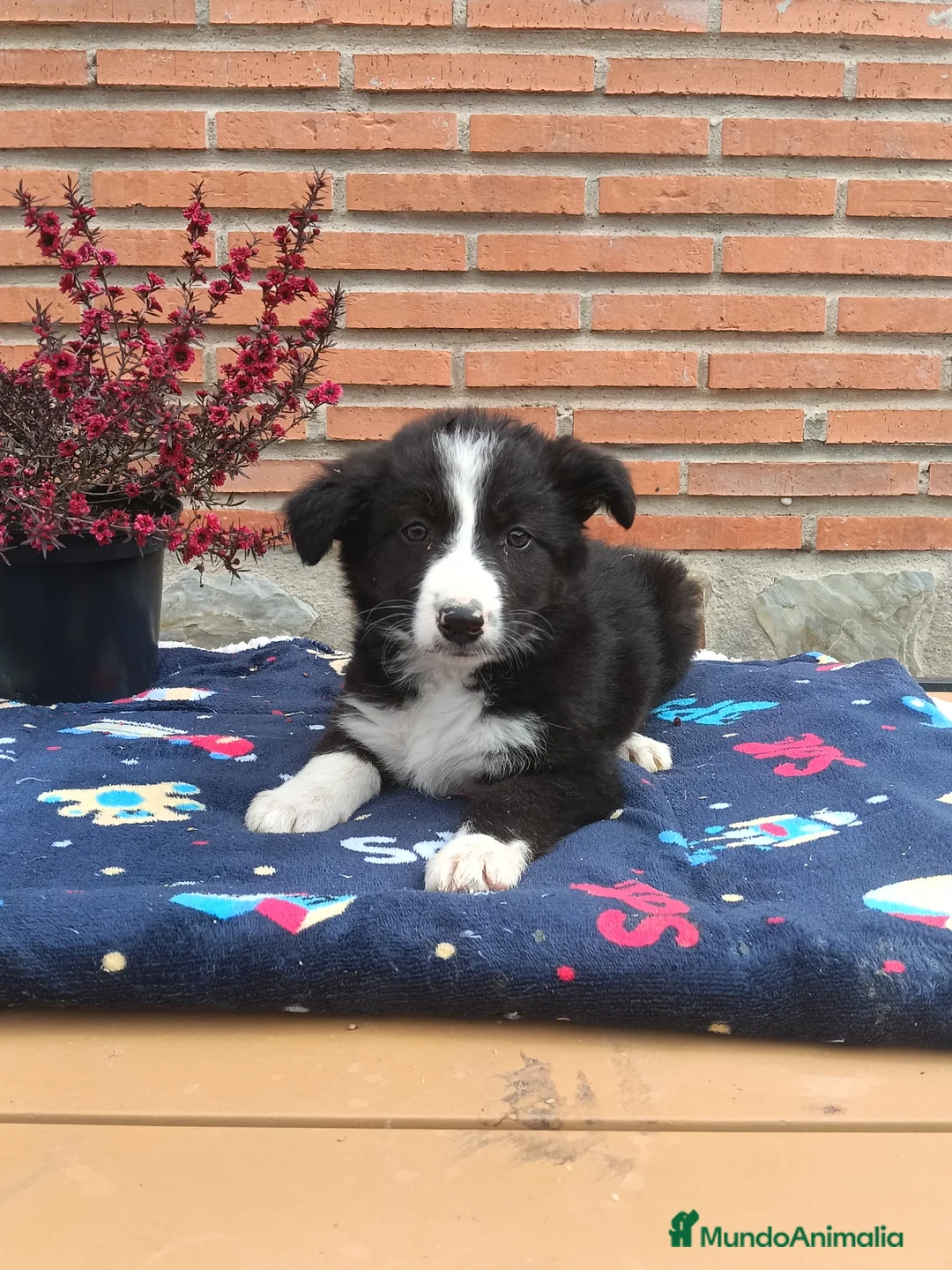 Border Collie perros en venta: Border collie.  - Anuncio 2