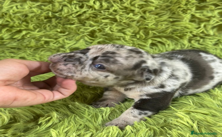 Bulldog Francés perros - Anuncio 2