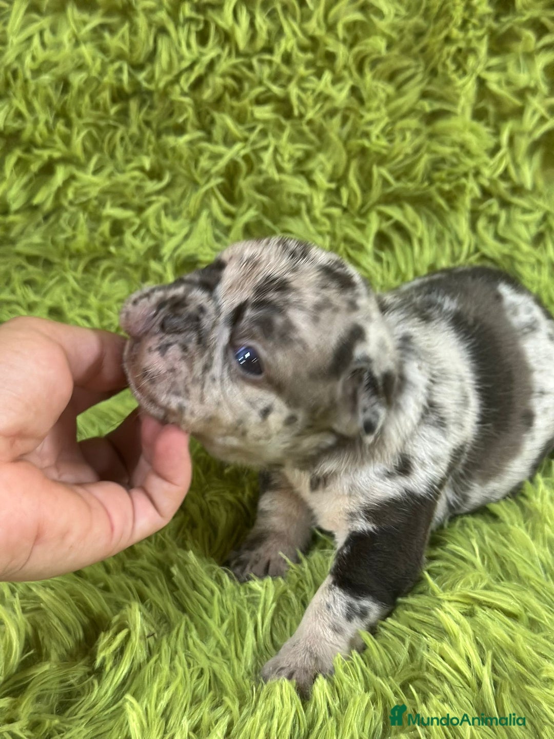 Bulldog Francés perros en venta: Bulldog merle blue  - Imagen 1