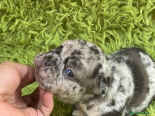 Bulldog Francés perros - Anuncio 35