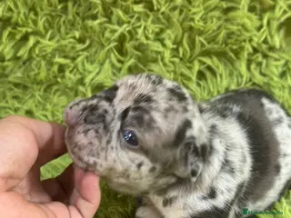 Bulldog Francés perros Bulldog merle blue - Anuncio 4