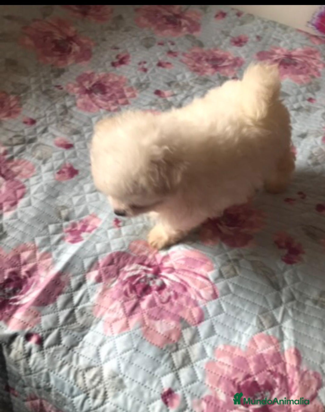 Raza Mixta perros en venta: Maltipoo en Valencia  - Imagen 4