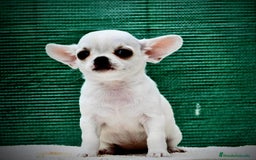 Chihuahua perros en venta: Chihuahuas toy cabeza de manzana - Imagen 11