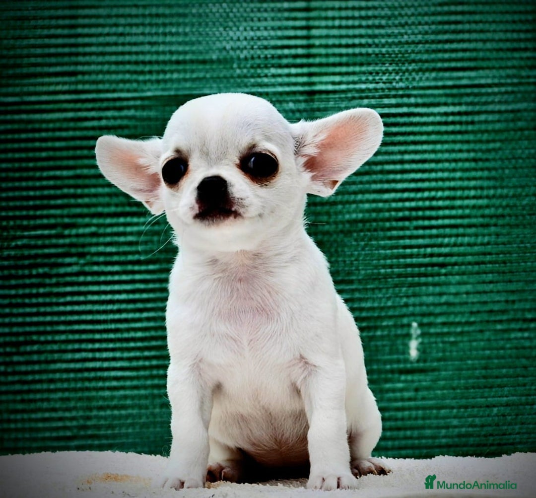 Chihuahua perros en venta: Chihuahuas toy cabeza de manzana - Imagen 11