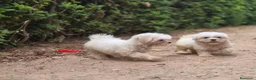 Bichón Maltés perros en venta: Bichón maltés  - Anuncio 3
