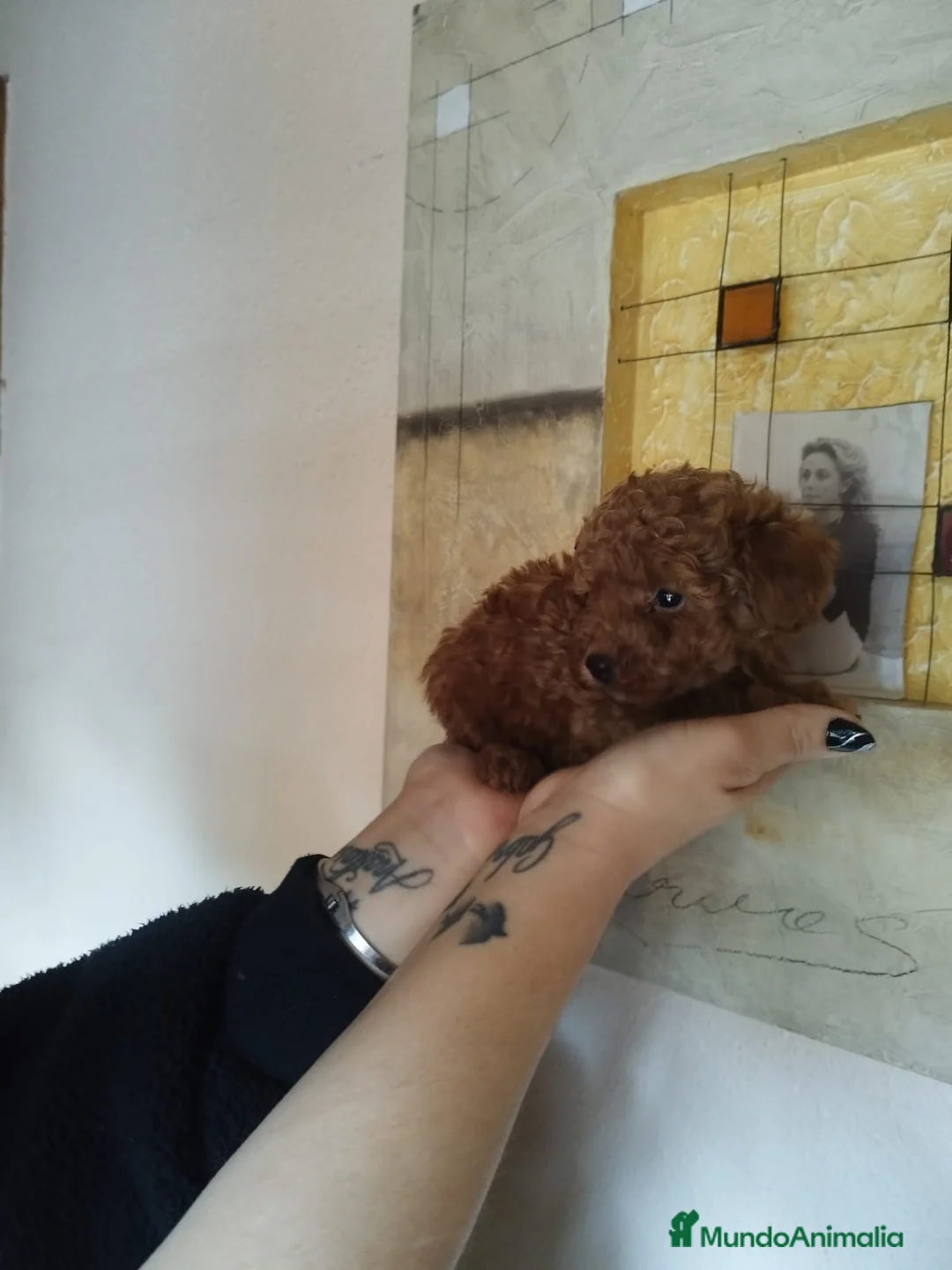 Caniche Toy perros en venta: CANICHE HEMBRA ROJA TOY EXCLUSIVA - Anuncio 2