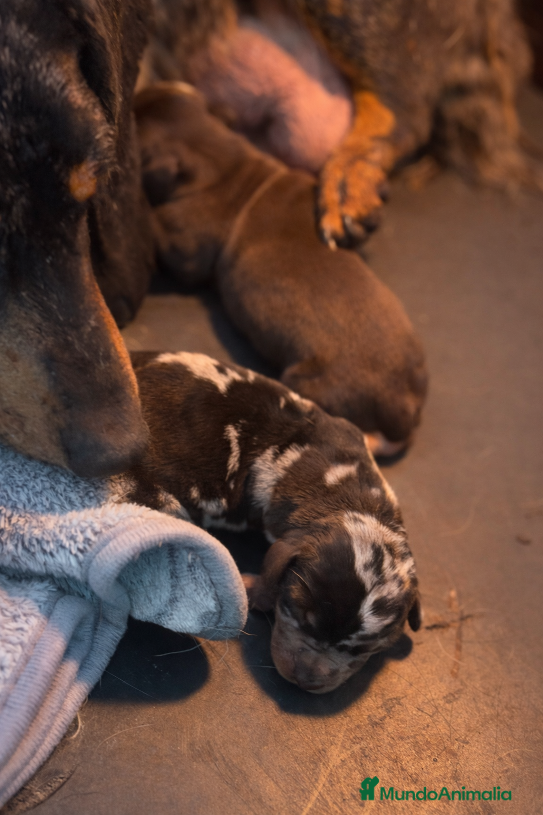 Teckel Miniatura perros en venta: Cachorros Teckel miniatura  - Anuncio 3