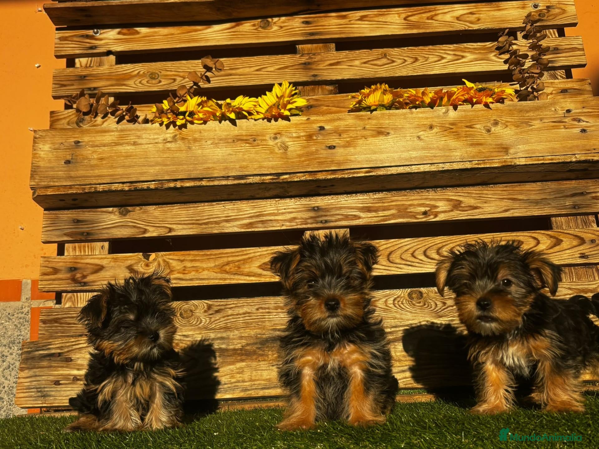 Yorkshire Terrier perros Machos de yorkshire terrier toy - Anuncio 3