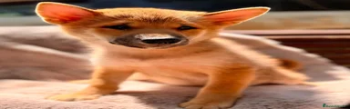 Shiba Inu 1
