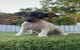 Ratonero Bodeguero Andaluz perros en venta: BODEGUERO ANDALUZ - Imagen 1