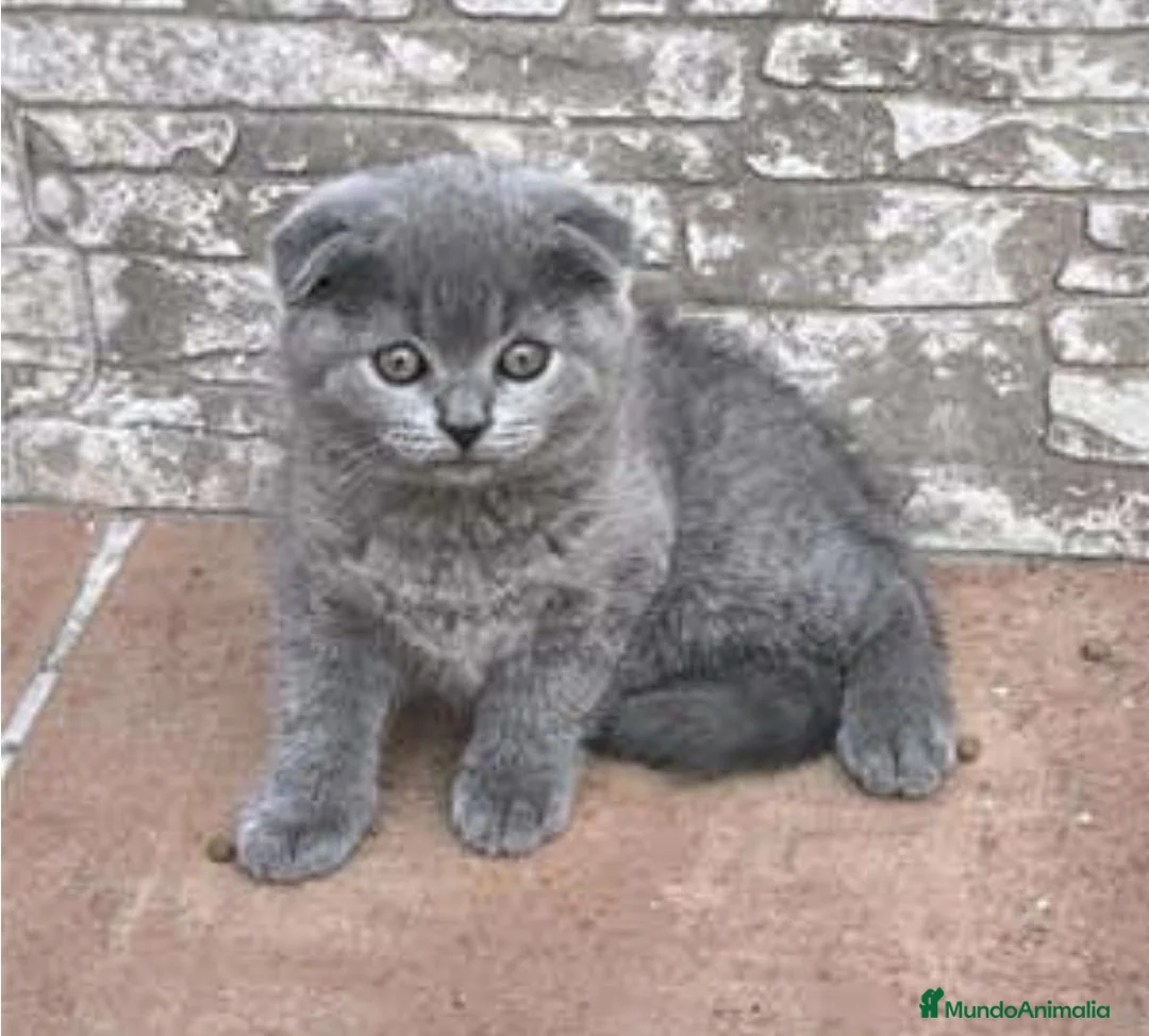 Scottish Fold gatos en venta: Scottish fold - Anuncio 2