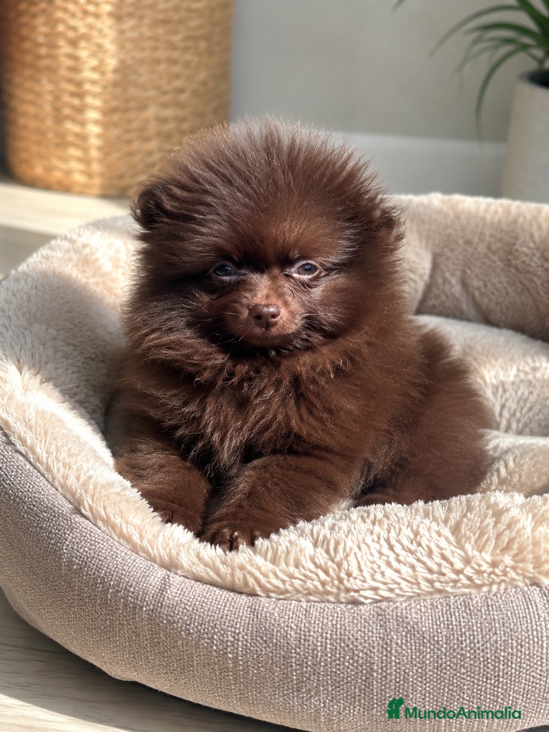 Pomerania perros Pomerania chocolate de tamaño muy reducido - Anuncio 1