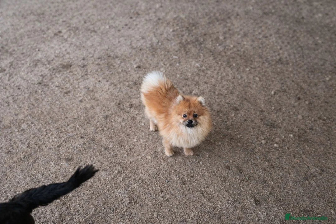 Pomerania perros en venta: Pomerania  - Anuncio 2