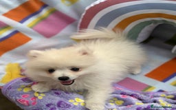 Pomerania perros en venta: Lulu pomerania toy  - Imagen 2