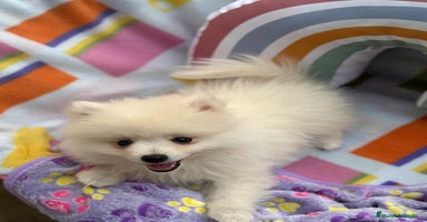 Pomerania perros - Anuncio 3