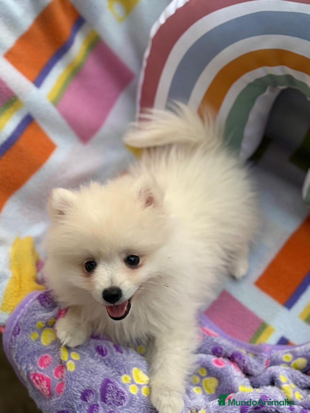 Pomerania perros en venta: Lulu pomerania toy  - Imagen 2