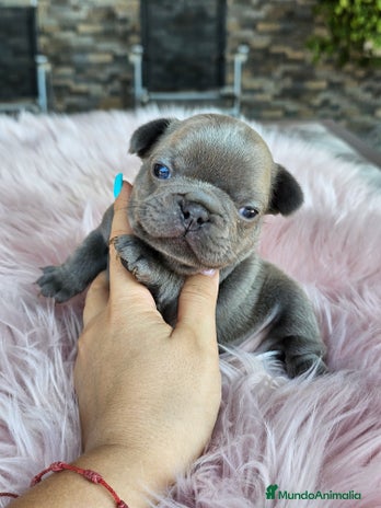 Bulldog Francés perros - Anuncio 16