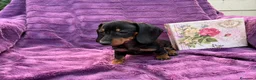 Teckel Miniatura perros en venta: Teckels Miniatura de calidad  - Anuncio 5